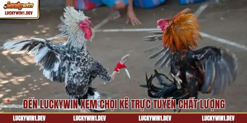 Đến LuckyWin xem chọi kê trực tuyến chất lượng